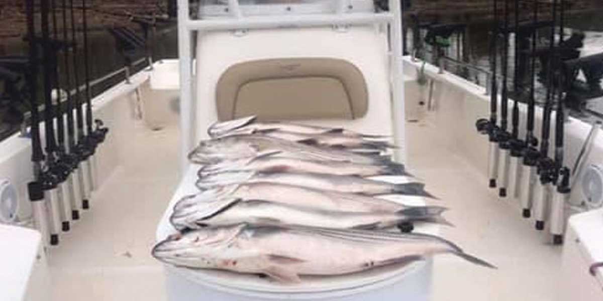 Lake Murray, SC Fishing Find Fishing Guides, Tournaments & More